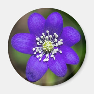 Bright Purple Colourful  Flower Floral Magnet