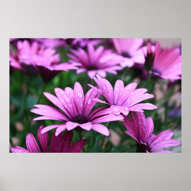 Bright Purple Flower Poster (Front)
