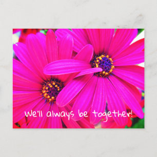 Bright Purple Garden Flowers Osteospermum Postcard