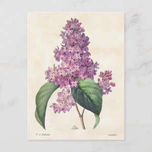 Bright Purple Lilacs Vintage Botanical Postcard