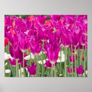 Bright Purple Pink Posies Poster