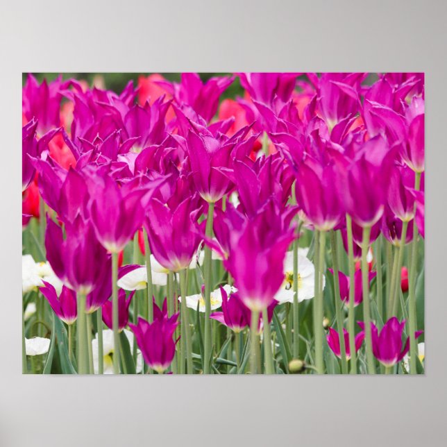 Bright Purple Pink Posies Poster (Front)