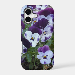 Bright Purple White Pansies,