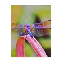 Bright Rainbow Pink Dragonfly