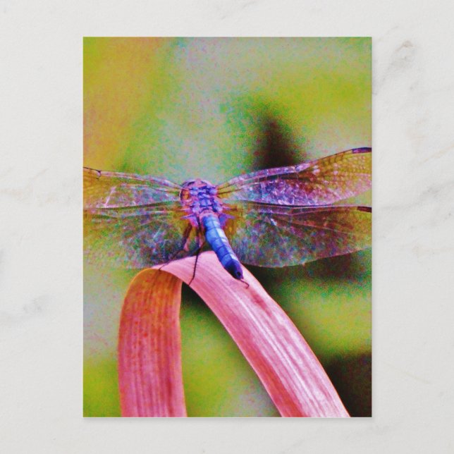 Bright Rainbow Pink Dragonfly Postcard (Front)