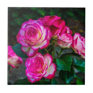 Bright Red and White Roses Ceramic Tile