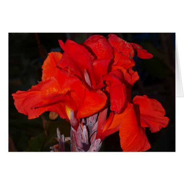 Bright red canna lily card (Front Horizontal)