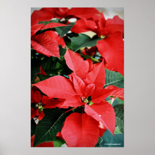 Bright Red Christmas Poinsettia Poster