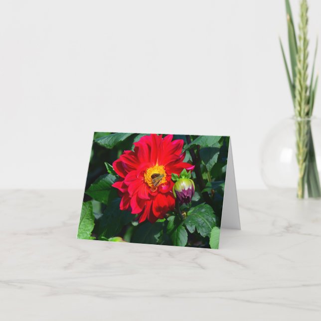 Bright Red Dahlia Wine Coloured Bud Greeting Card (Front)