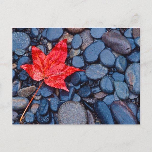 Bright Red Fall Leaf Postcard (Front)