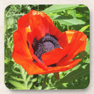 Bright Red Flower On Green  Coaster