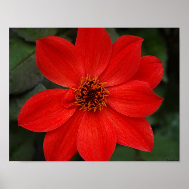 Bright Red Flower Poster (Front)