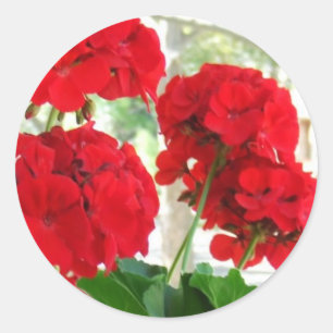 Bright Red Geraniums Stickers Great Garden Gift