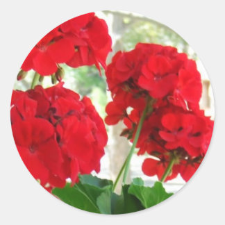 Bright Red Geraniums Stickers Great Garden Gift