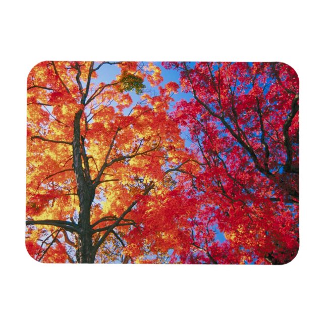 Bright red, orange and yellow Leave of Autumn Magnet (Horizontal)