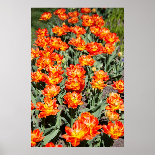 Bright red-orange ginger tulips poster (Front)