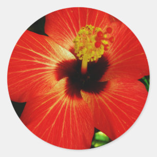 Bright Red Orange  Hibiscus Flower Classic Round Sticker