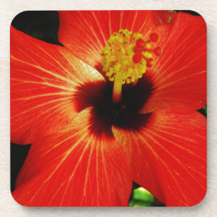Bright Red Orange  Hibiscus Flower Coaster