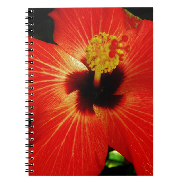 Bright Red Orange  Hibiscus Flower Notebook (Front)