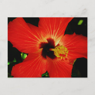 Bright Red Orange  Hibiscus Flower Postcard