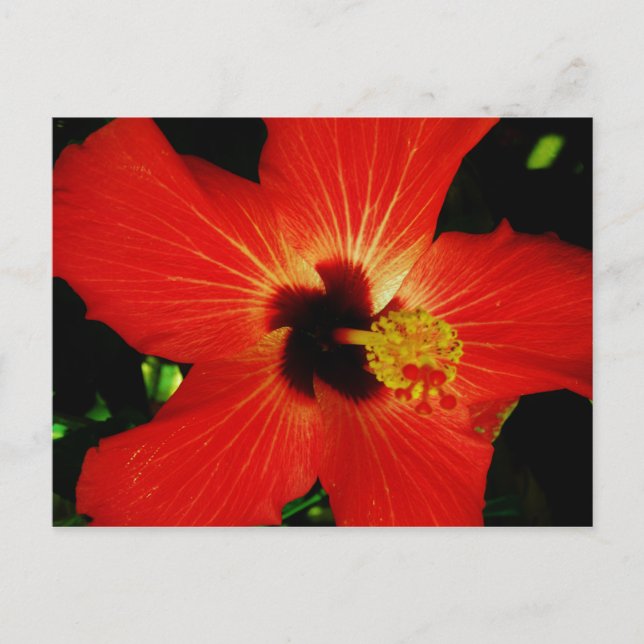 Bright Red Orange  Hibiscus Flower Postcard (Front)