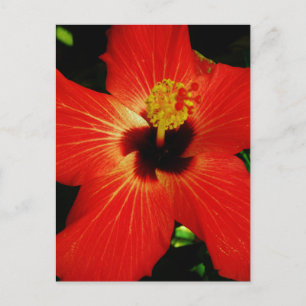 Bright Red Orange  Hibiscus Flower Postcard