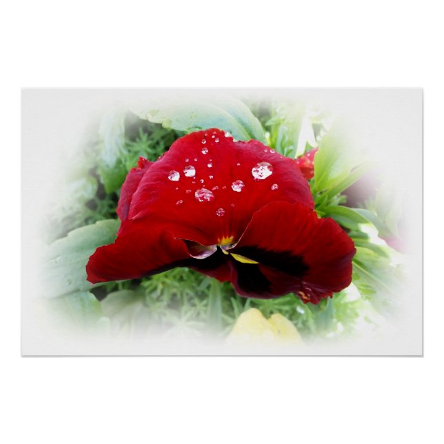 Bright red pansy poster (Front)