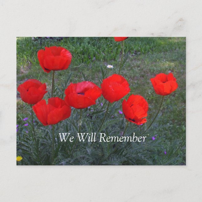 Bright Red Poppies Postcard (Front)