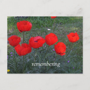 Bright Red Poppies Postcard