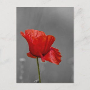 Bright red Poppy on grey back ground Postcard