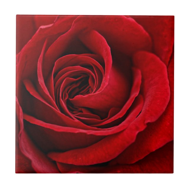 Bright Red Rose Close Up Ceramic Tile (Front)