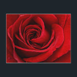 Bright Red Rose Close Up Postcard<br><div class="desc">Close up photograph of a beautiful rose in vivid red.</div>