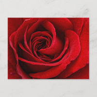 Bright Red Rose Close Up