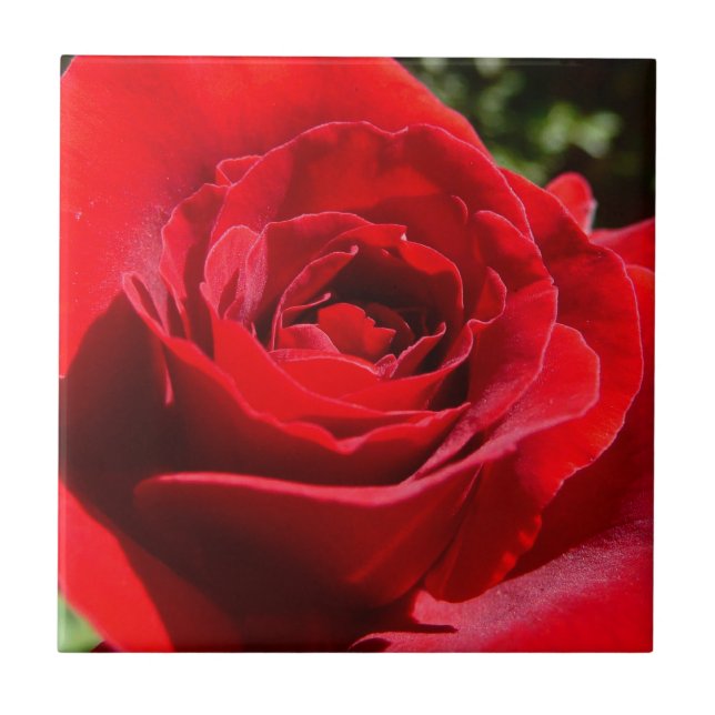 Bright Red Rose Flower Beautiful Floral Ceramic Tile (Front)