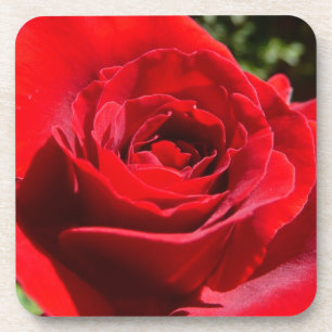 Bright Red Rose Flower Beautiful Floral Coaster