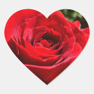 Bright Red Rose Flower Beautiful Floral Heart Sticker