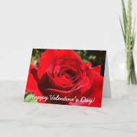 Bright Red Rose Flower Beautiful Floral