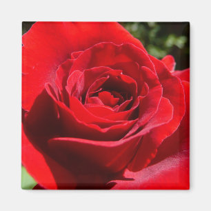Bright Red Rose Flower Beautiful Floral Magnet