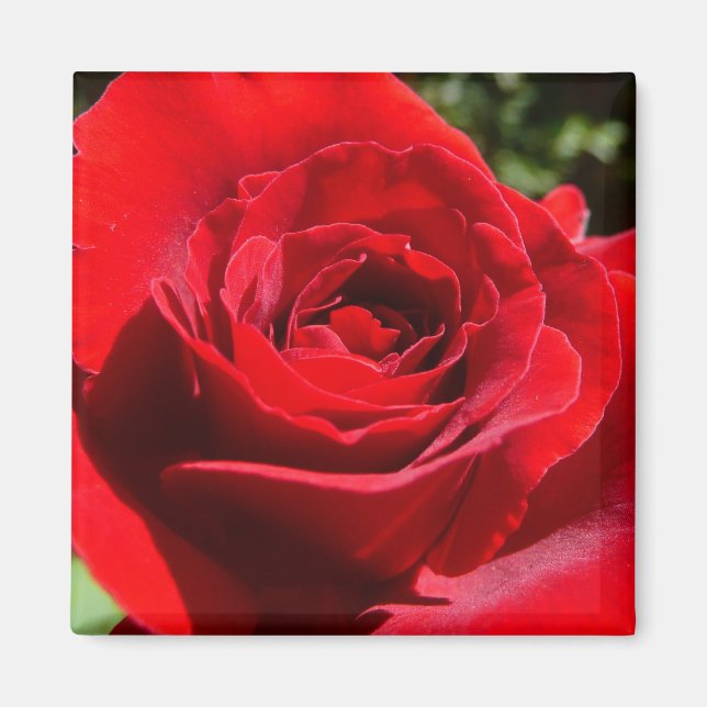 Bright Red Rose Flower Beautiful Floral Magnet (Front)