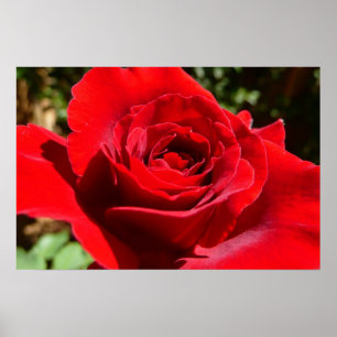 Bright Red Rose Flower Beautiful Floral Poster