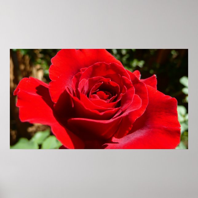 Bright Red Rose Flower Beautiful Floral Poster (Front)