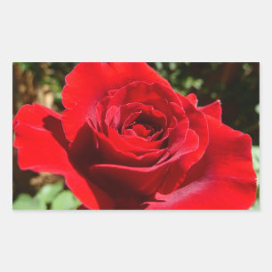 Bright Red Rose Flower Beautiful Floral Rectangular Sticker