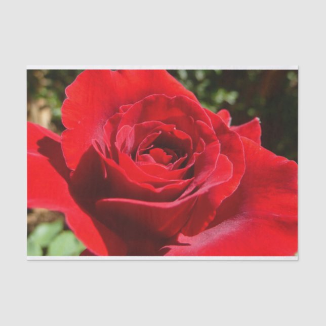 Bright Red Rose Flower Beautiful Floral Tissue Paper (Front)