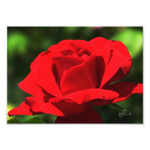 Bright Red Rose Photo Print