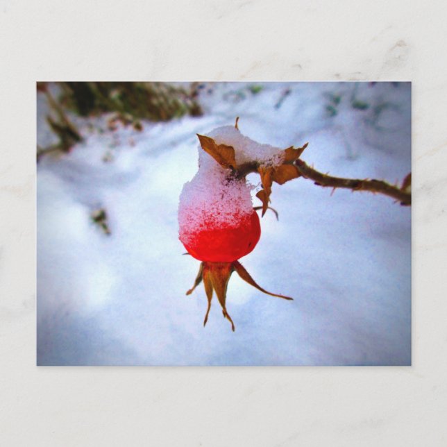 Bright Red Rosehip in Winter Snow Postcard (Front)