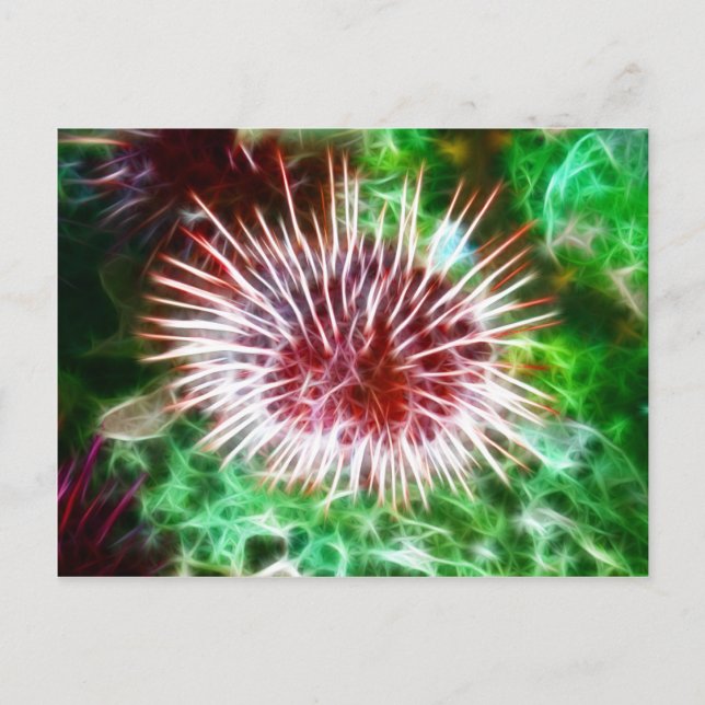 Bright Red Sea Urchin Postcard (Front)