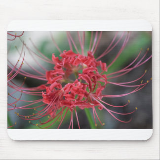 Bright Red Spider Lily - Lycoris radiata Mouse Pad