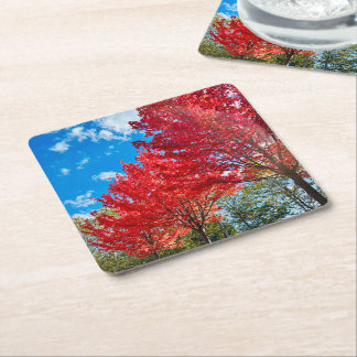 Bright Red Tree Leaves In Autumn Square Paper Coaster