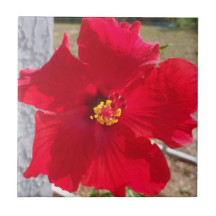 bright red tropical hibiscus flower ceramic tile