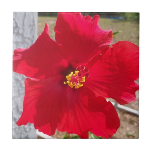 bright red tropical hibiscus flower ceramic tile (Front)